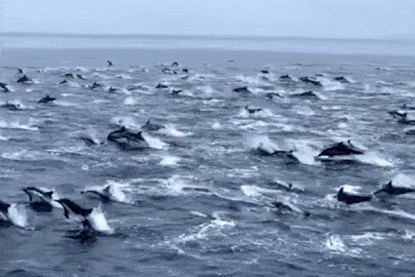 Ngắm khoảnh khắc đàn cá heo hàng trăm con 'nhảy múa' ngoài bờ biển