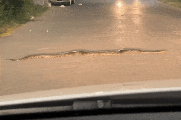 Trăn khổng lồ bò lổm ngôm qua đường khiến tài xế khiếp vía