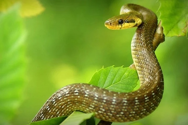 Đúng 10 ngày cuối tháng 10 âm lịch: 3 con giáp rũ sạch vận đen, tiền tài tăng như vũ bão-3