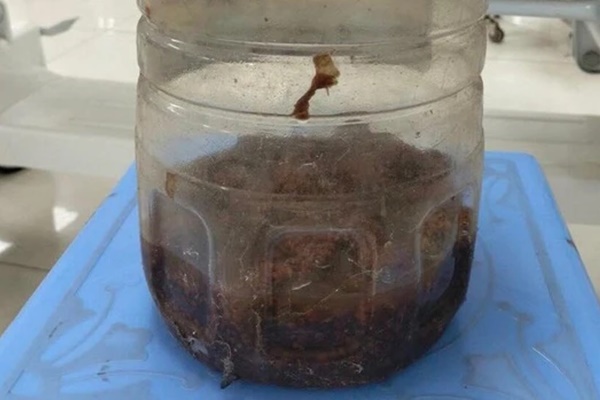 2 người nguy kịch nghi do uống rượu ngâm cà độc-1