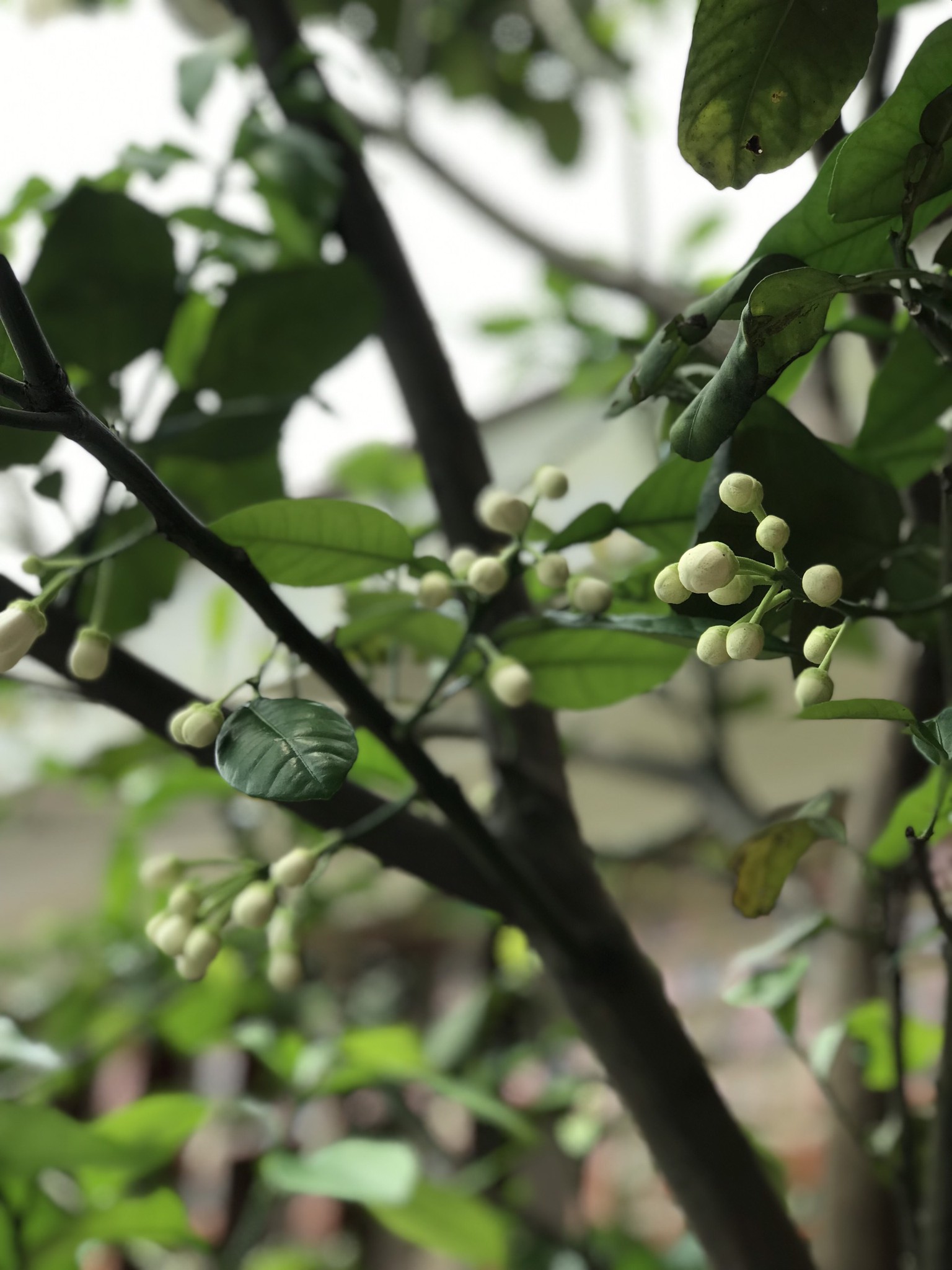 Căn nhà vườn con trai tặng bố mẹ, xanh mướt màu thiên nhiên, đẹp và bình yên đến nao lòng-27