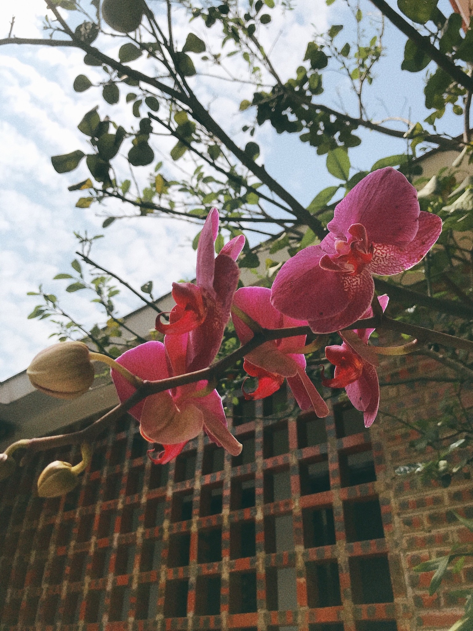 Căn nhà vườn con trai tặng bố mẹ, xanh mướt màu thiên nhiên, đẹp và bình yên đến nao lòng-30