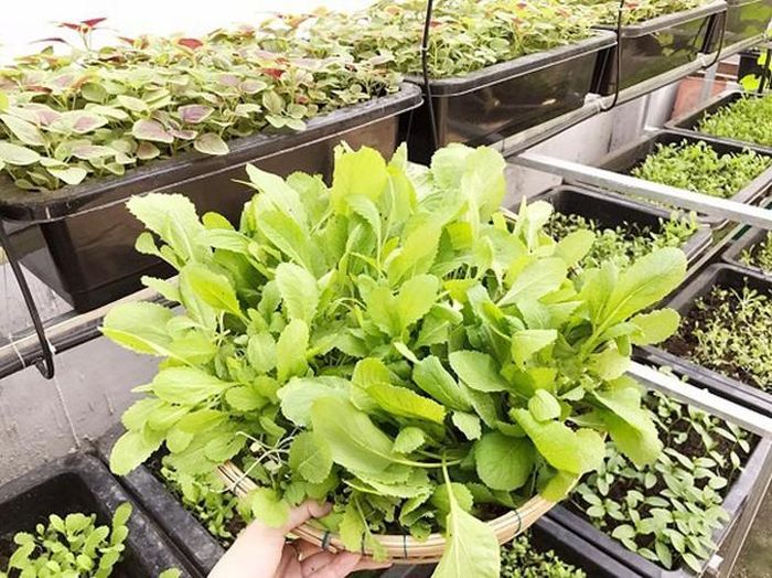 Hé lộ ngôi nhà vườn thiết kế hiện đại, ngập rau xanh của hotgirl Elly Trần, người đang gây chú ý cộng đồng mạng-15