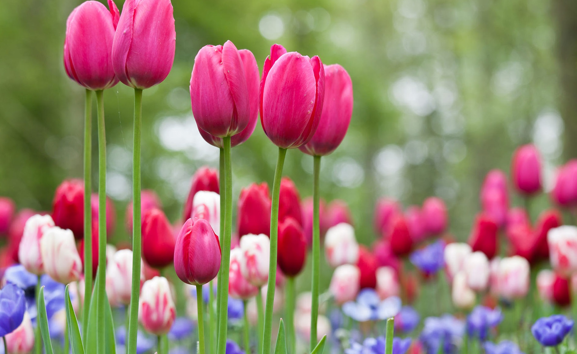 Phụ nữ sinh vào 5 ngày Âm lịch này, tài khéo hơn người, hậu vận ấm êm hạnh phúc-2