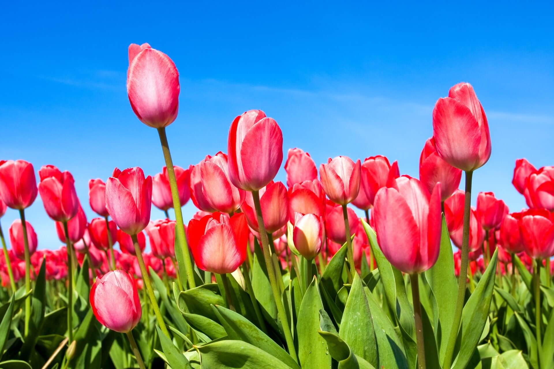 Phụ nữ sinh vào 5 ngày Âm lịch này, tài khéo hơn người, hậu vận ấm êm hạnh phúc-3