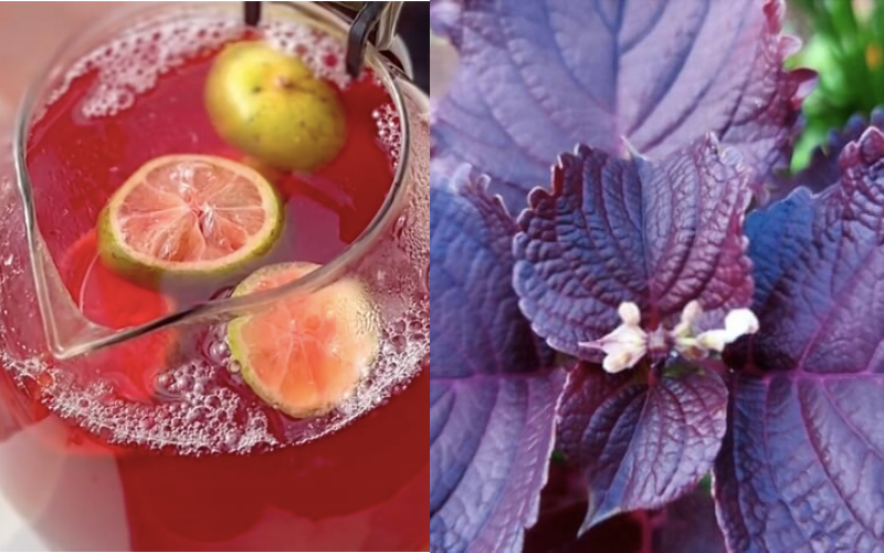 3 loại rau củ trong vườn là thuốc quý cực tốt cho xương khớp, bất kể độ tuổi nào cũng nên tăng cường-4