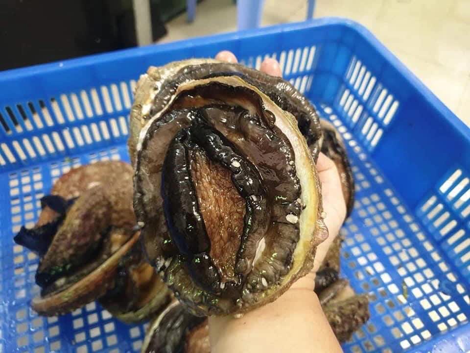 Loại hải sản bổ dưỡng ở Việt Nam được bán với giá gần 1 triệu đồng/kg-7