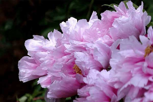 Sinh vào 4 ngày Âm lịch này, thông minh, khiêm nhường, tương lai tươi sáng-1