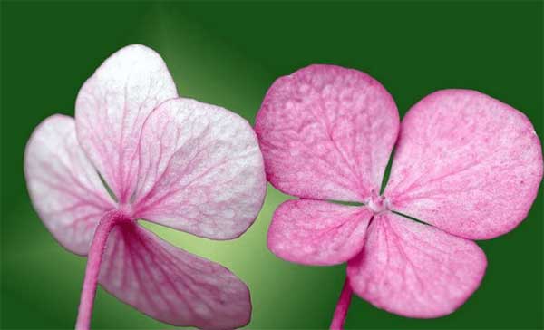 Sinh vào 4 ngày Âm lịch này, thông minh, khiêm nhường, tương lai tươi sáng-2