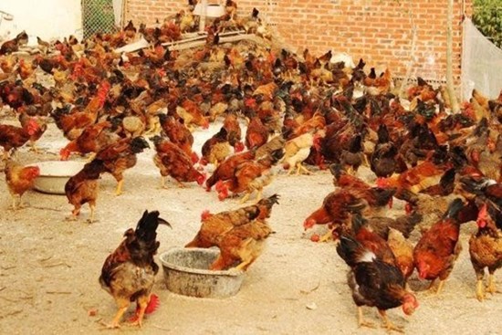 Chuyện thật như đùa: Vietinbank bán đấu giá đàn gà '3 đời'
