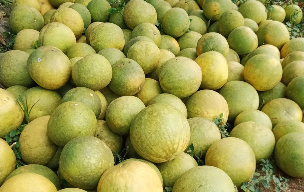 428 nghìn tấn bưởi vào vụ thu hoạch, hàng dội chợ giá siêu rẻ-1