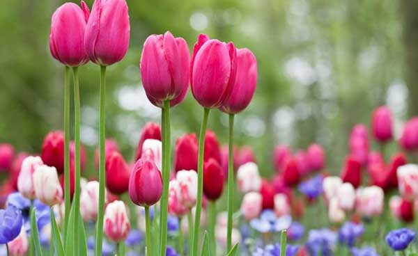 3 con giáp hướng nội nhưng có tài lãnh đạo, hậu vận ắt thành danh thành tài-3