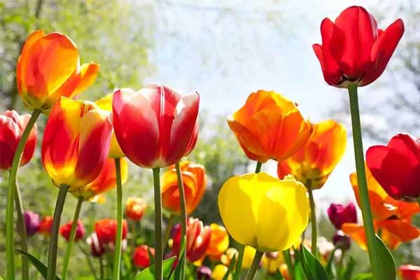 4 nét tướng xấu đau xấu đớn ở vợ lại là số giàu sang bậc nhất, chồng con hết mực yêu thương, cưng chiều-3