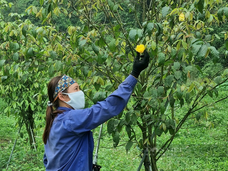 Từng là loại cây mọc dại, giờ thành nữ hoàng” của các loại trà, giá 20 triệu đồng/kg-1