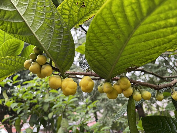 Từng là loại cây mọc dại, giờ thành nữ hoàng” của các loại trà, giá 20 triệu đồng/kg-13