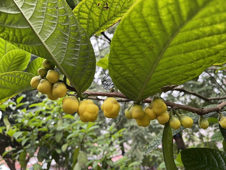 Từng là loại cây mọc dại, giờ thành nữ hoàng” của các loại trà, giá 20 triệu đồng/kg-13