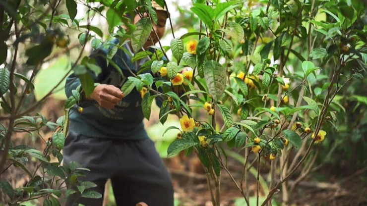 Từng là loại cây mọc dại, giờ thành nữ hoàng” của các loại trà, giá 20 triệu đồng/kg-14