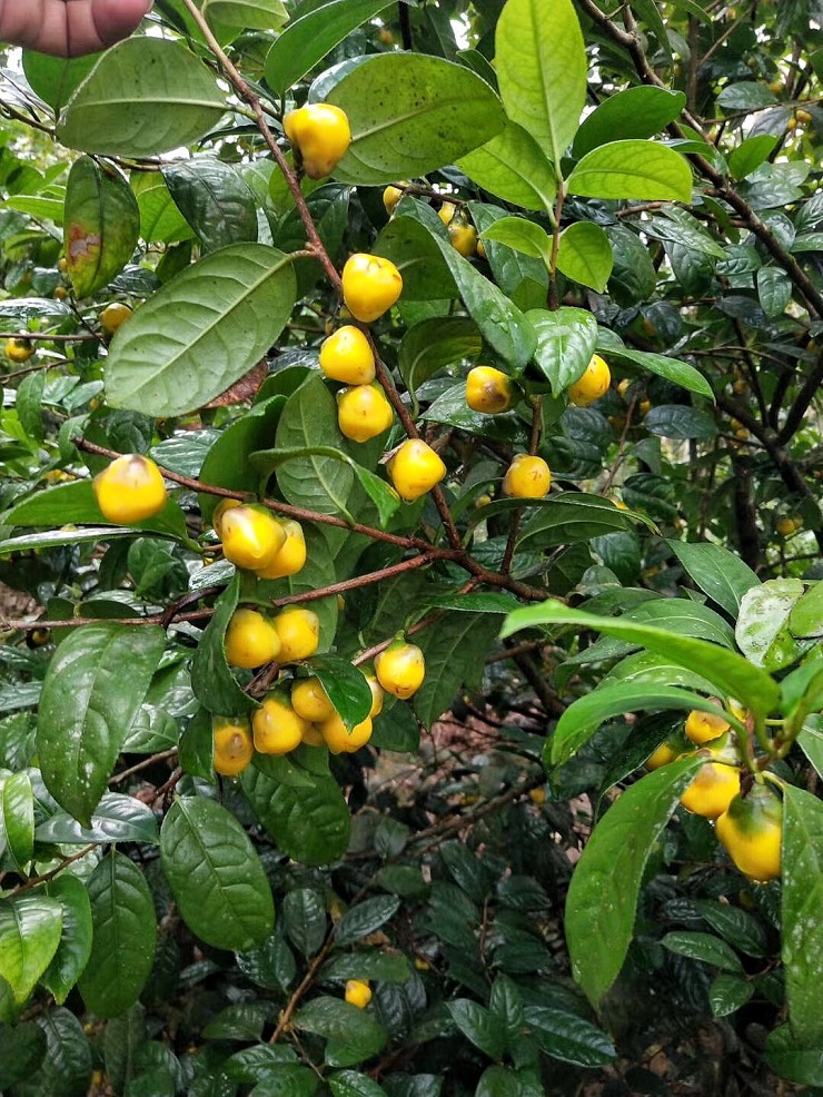 Từng là loại cây mọc dại, giờ thành nữ hoàng” của các loại trà, giá 20 triệu đồng/kg-3