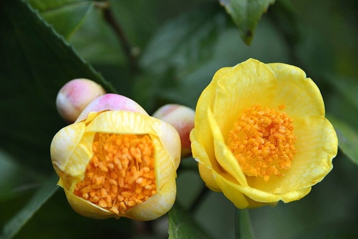 Từng là loại cây mọc dại, giờ thành nữ hoàng” của các loại trà, giá 20 triệu đồng/kg-4