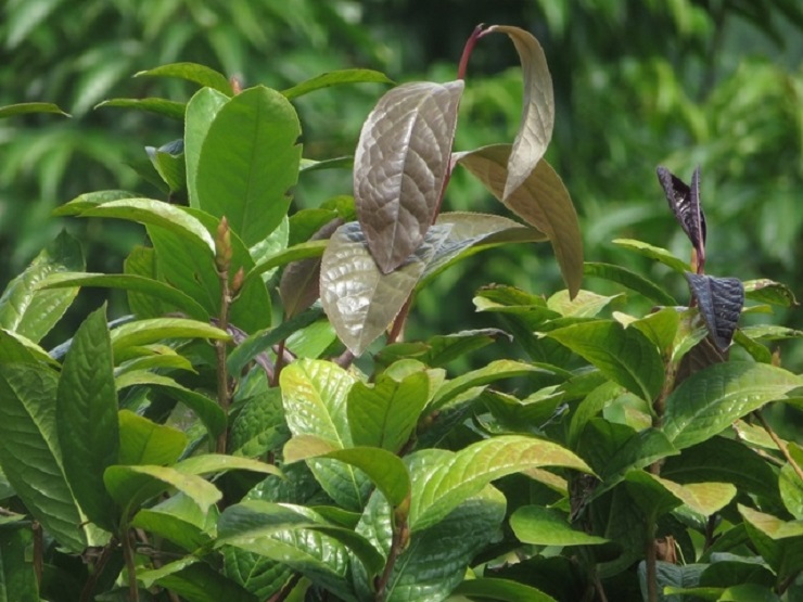 Từng là loại cây mọc dại, giờ thành nữ hoàng” của các loại trà, giá 20 triệu đồng/kg-6