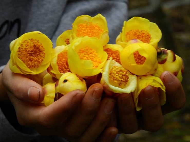 Từng là loại cây mọc dại, giờ thành nữ hoàng” của các loại trà, giá 20 triệu đồng/kg-7