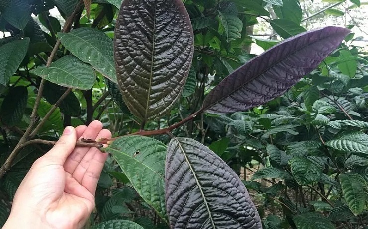 Từng là loại cây mọc dại, giờ thành nữ hoàng” của các loại trà, giá 20 triệu đồng/kg-9