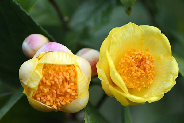 Tò mò về loại sung siêu to khổng lồ xuất hiện ở Việt Nam-4