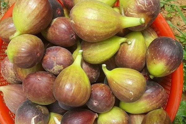 Tò mò về loại sung siêu to khổng lồ xuất hiện ở Việt Nam-1