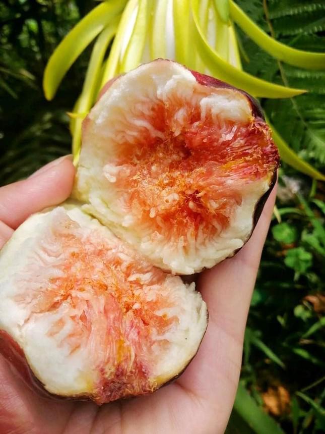 Tò mò về loại sung siêu to khổng lồ xuất hiện ở Việt Nam-2