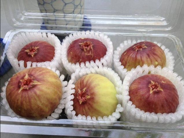 Tò mò về loại sung siêu to khổng lồ xuất hiện ở Việt Nam-3