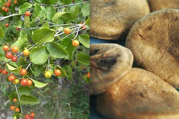 3 loại hạt là đơn thuốc trường thọ nên ăn mỗi ngày để nội tạng được nuôi dưỡng tốt hơn-4