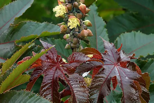 Phát hiện cây xanh có chất độc gấp 6.000 lần xyanua trong bồn hoa công cộng-1