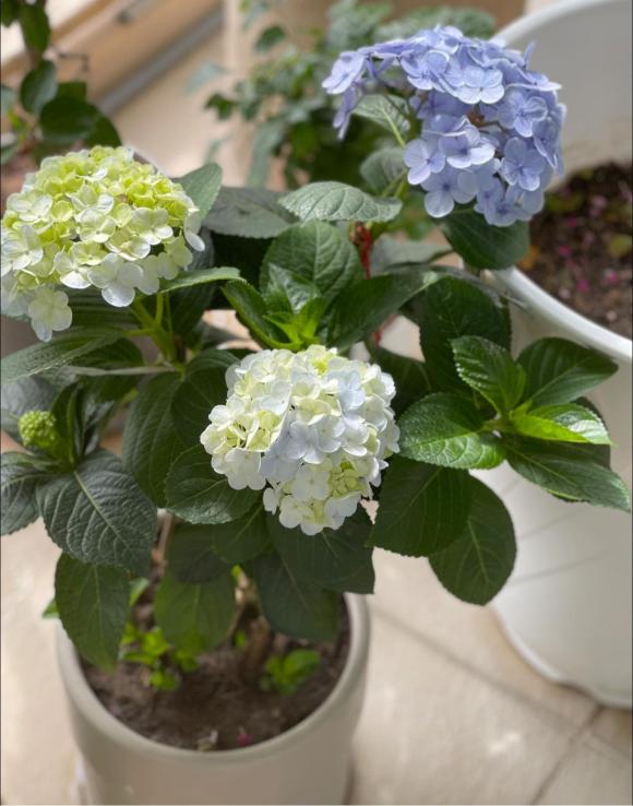 Không gian ngập sắc xanh bên trong penthouse sang chảnh của vợ chồng MC Thành Trung-7