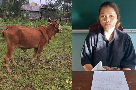 Thấy bò thả rông, cô gái 19 tuổi thuê xe ba gác bắt đem bán