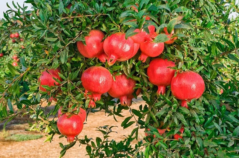 3 loại cây ăn quả Phát tài Phát lộc: Có 1/3 cây con cháu không giỏi cũng giàu, càng trĩu quả càng giàu nhanh-1