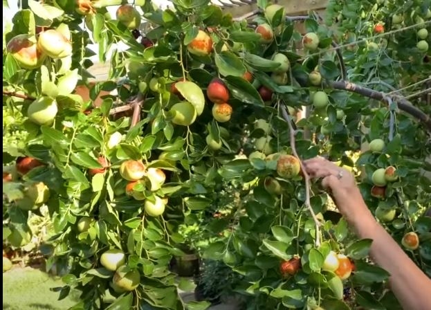 3 loại cây ăn quả Phát tài Phát lộc: Có 1/3 cây con cháu không giỏi cũng giàu, càng trĩu quả càng giàu nhanh-2