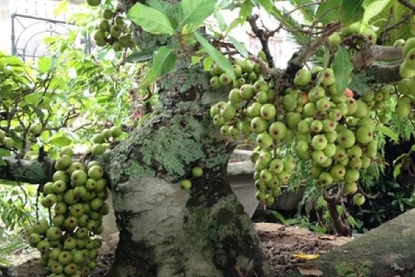 Tổ tiên dặn: Đầu giường để 3 thứ, không tai họa cũng nợ nần, đó là thứ gì?-5
