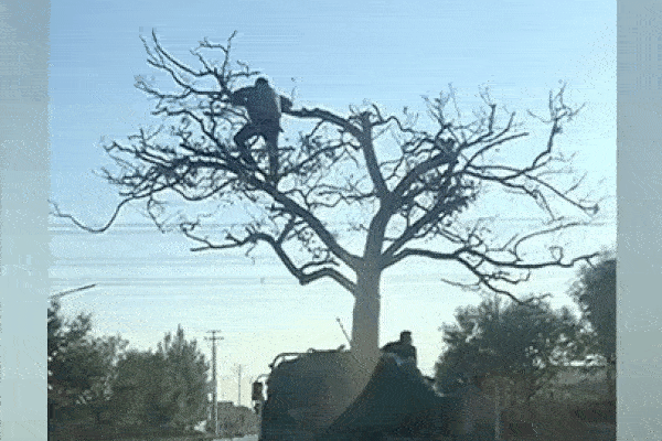'Hết hồn' với cách người đàn ông giữ thăng bằng cho cây trong lúc vận chuyển