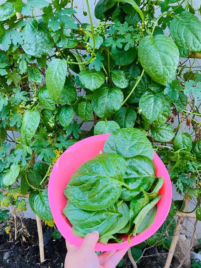 Khám phá biệt thự đẳng cấp của Hải Băng - Thành Đạt-24