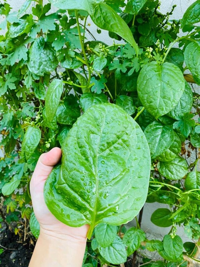 Khám phá biệt thự đẳng cấp của Hải Băng - Thành Đạt-25