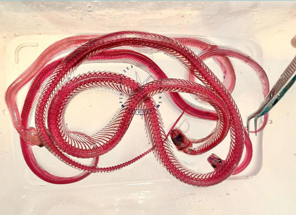 10x nhặt xác động vật về nhuộm, làm tới đâu khách mua hết tới đó-1