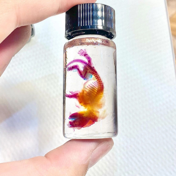 10x nhặt xác động vật về nhuộm, làm tới đâu khách mua hết tới đó-2