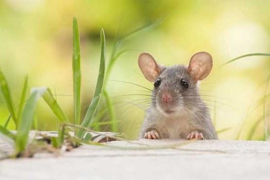 Con giáp gặp hạn Tam Tai, vận rủi bao vây năm 2023