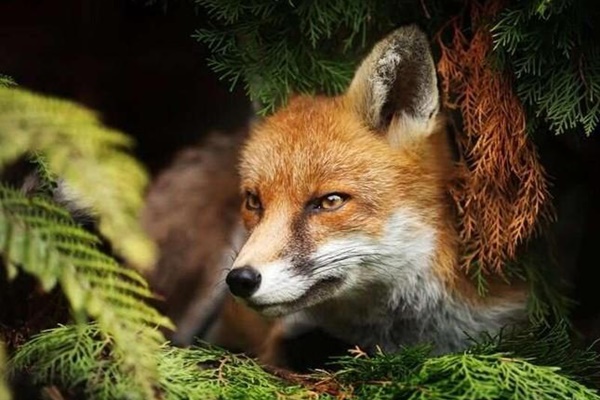 Tìm thấy ký sinh trùng phá huỷ gan có thể lây sang người-1