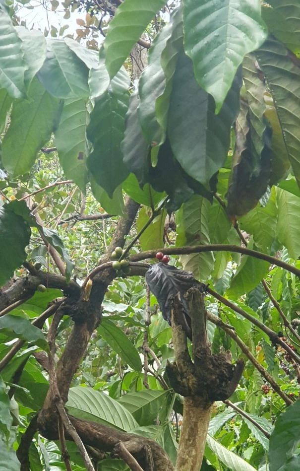 Vợ chồng và cháu 2 tuổi bị sét đánh trúng-1