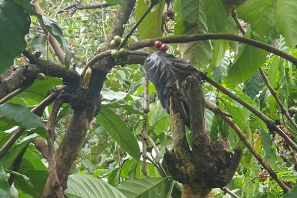 Hành khách la hét khi chứng kiến cảnh máy bay bị sét đánh trúng-1