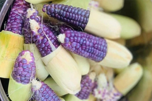 Loại ngô mập ú như củ khoai tây, dân buôn có ngày bán cả nghìn bắp-3