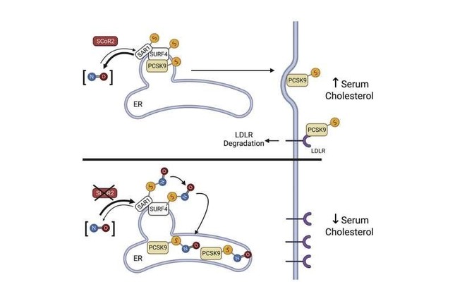 Phát hiện ra loại thuốc uống mới có thể giảm cholesterol, tốt với bệnh nhân ung thư-1
