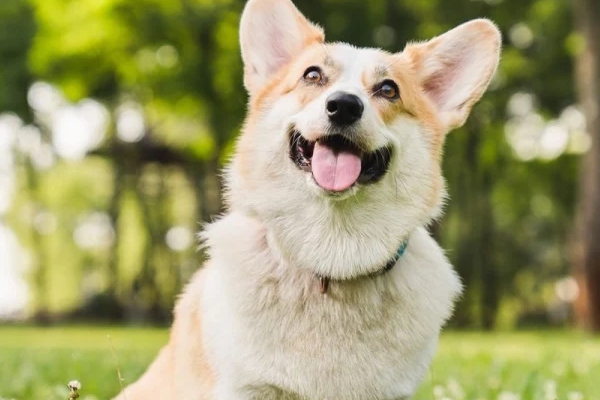 Vận đỏ chót: 3 tuổi cuối tháng 11 tiến Đông giẫm vàng, tháng 12 tiến Tây giẫm bạc, cuối năm ăn Tết phủ phê-4