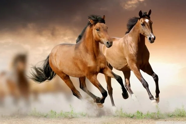 Tuần mới (21-27/11): Từng bước chạm đến ‘ngai vàng’, 3 con giáp tha hồ đắm chìm trong tài lộc, vận may căng tràn-3